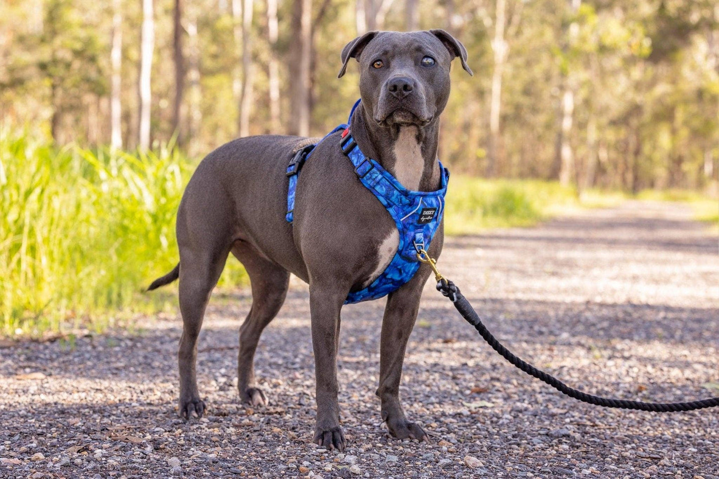 No Pull Dog Harness | Step in | Reflective | Heavy Duty | Easy Reach Handle | Blue Marble