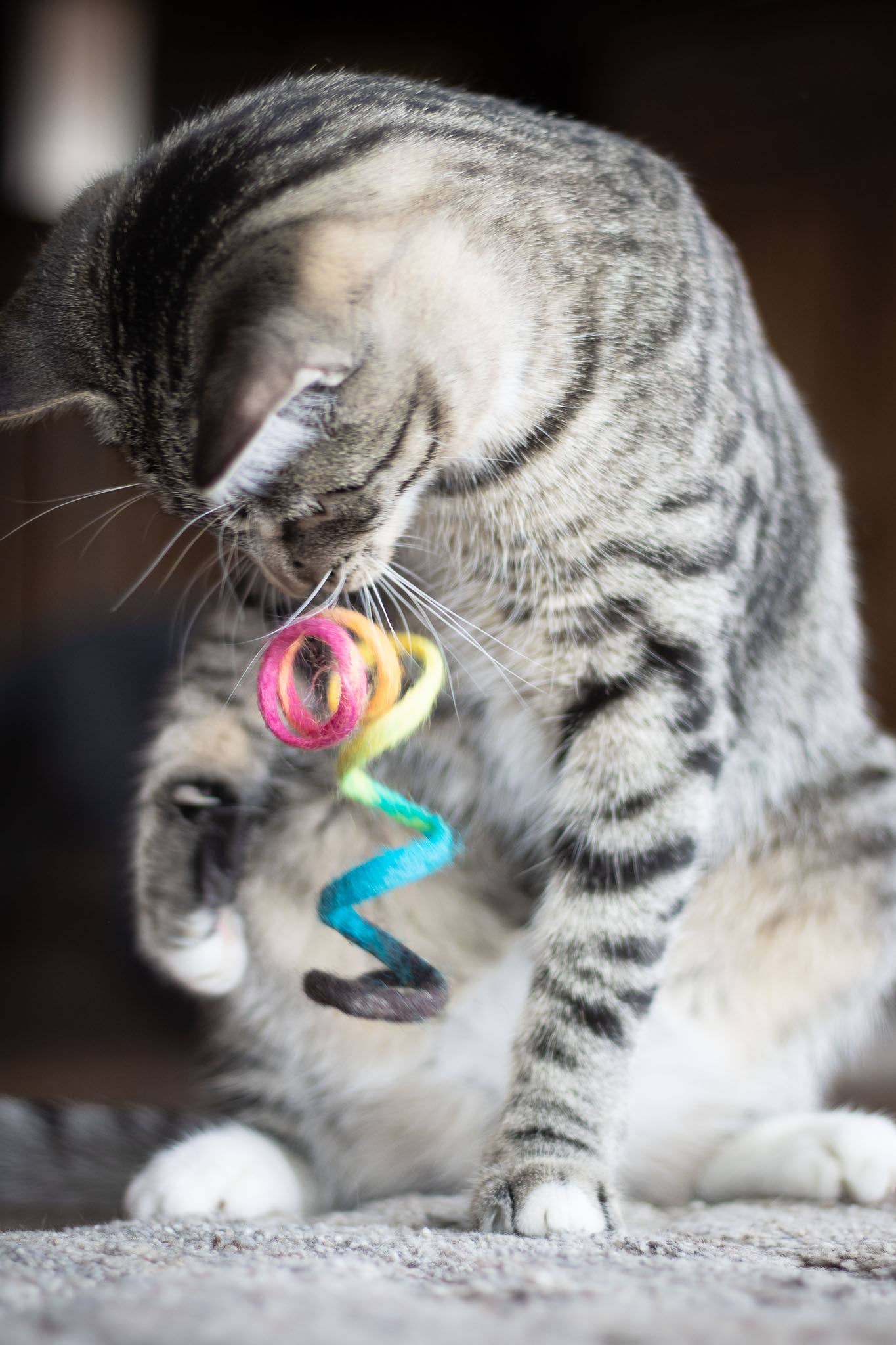 Spring Eco Cat Toy