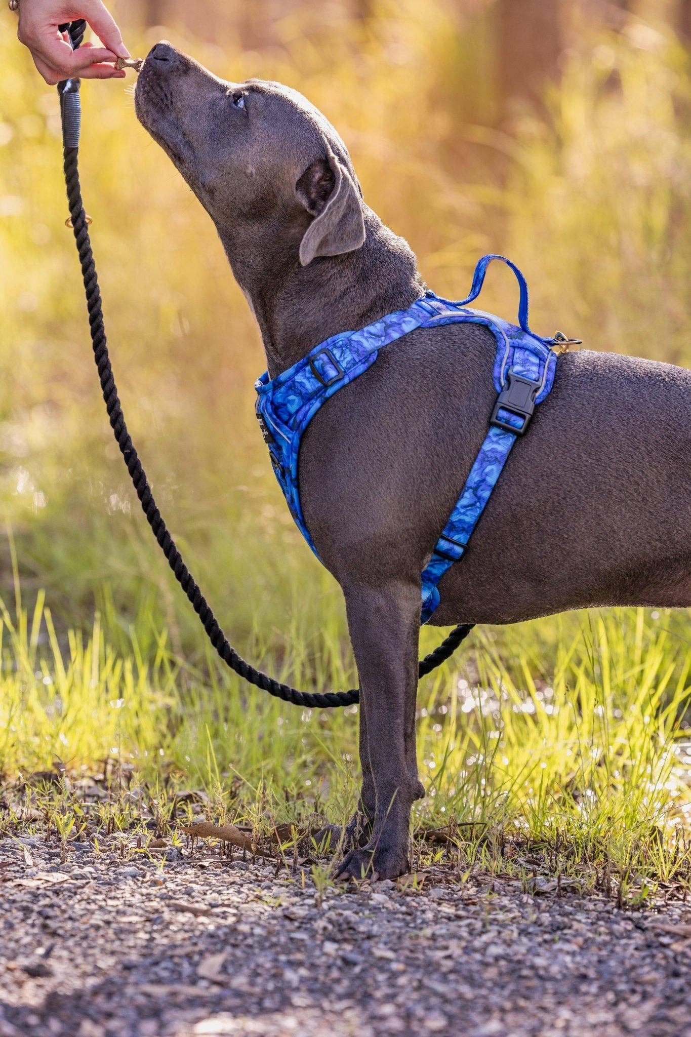 No Pull Dog Harness | Step in | Reflective | Heavy Duty | Easy Reach Handle | Blue Marble