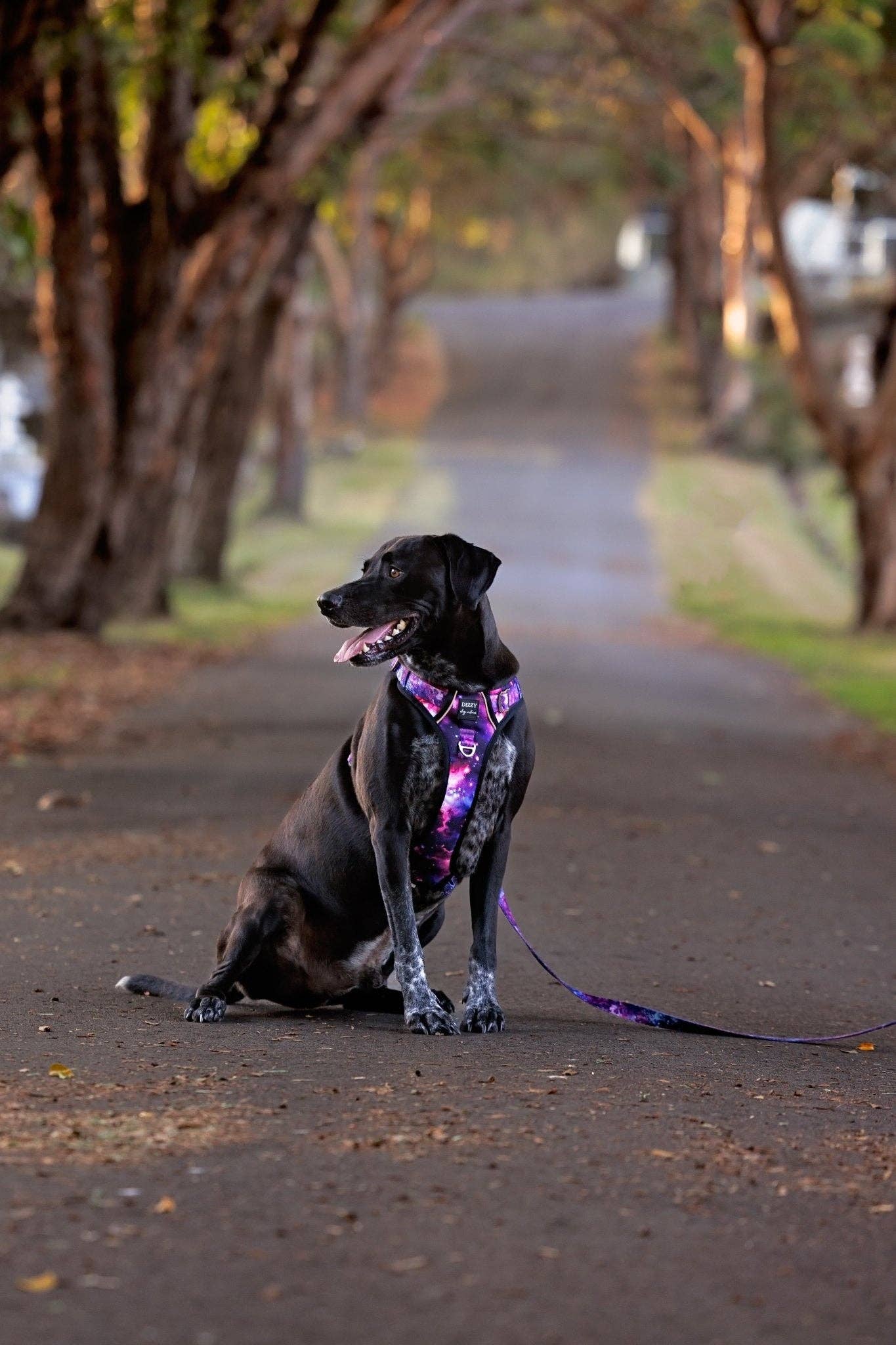 No Pull Dog Harness | Step in | Reflective | Heavy Duty | Easy Reach Handle | Galaxy
