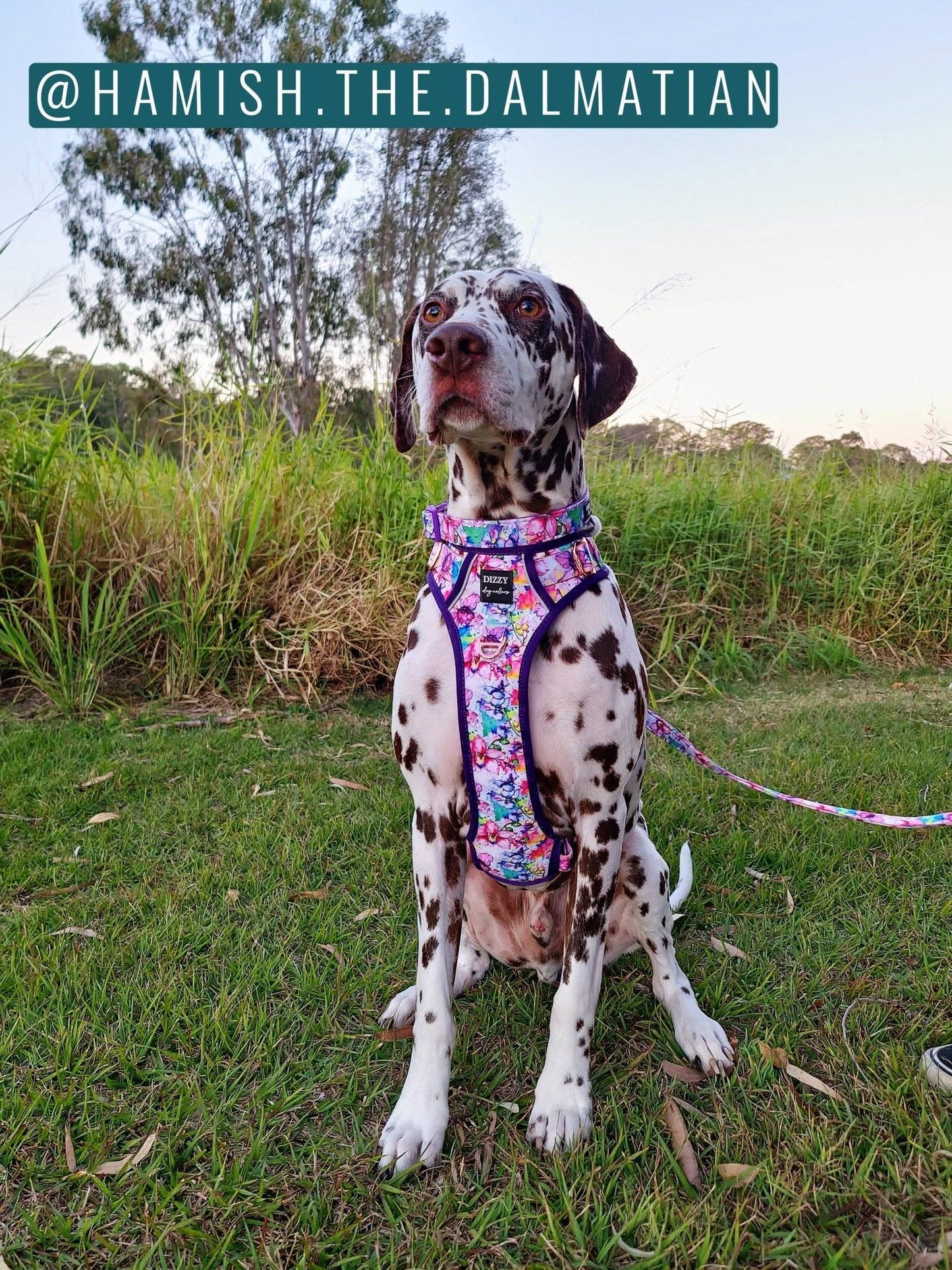 No Pull Dog Harness | Step in | Reflective | Heavy Duty | Easy Reach Handle | The Willow
