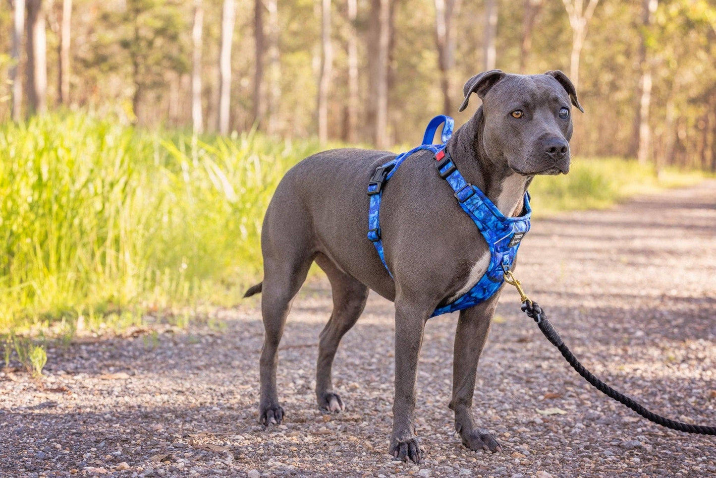 No Pull Dog Harness | Step in | Reflective | Heavy Duty | Easy Reach Handle | Blue Marble