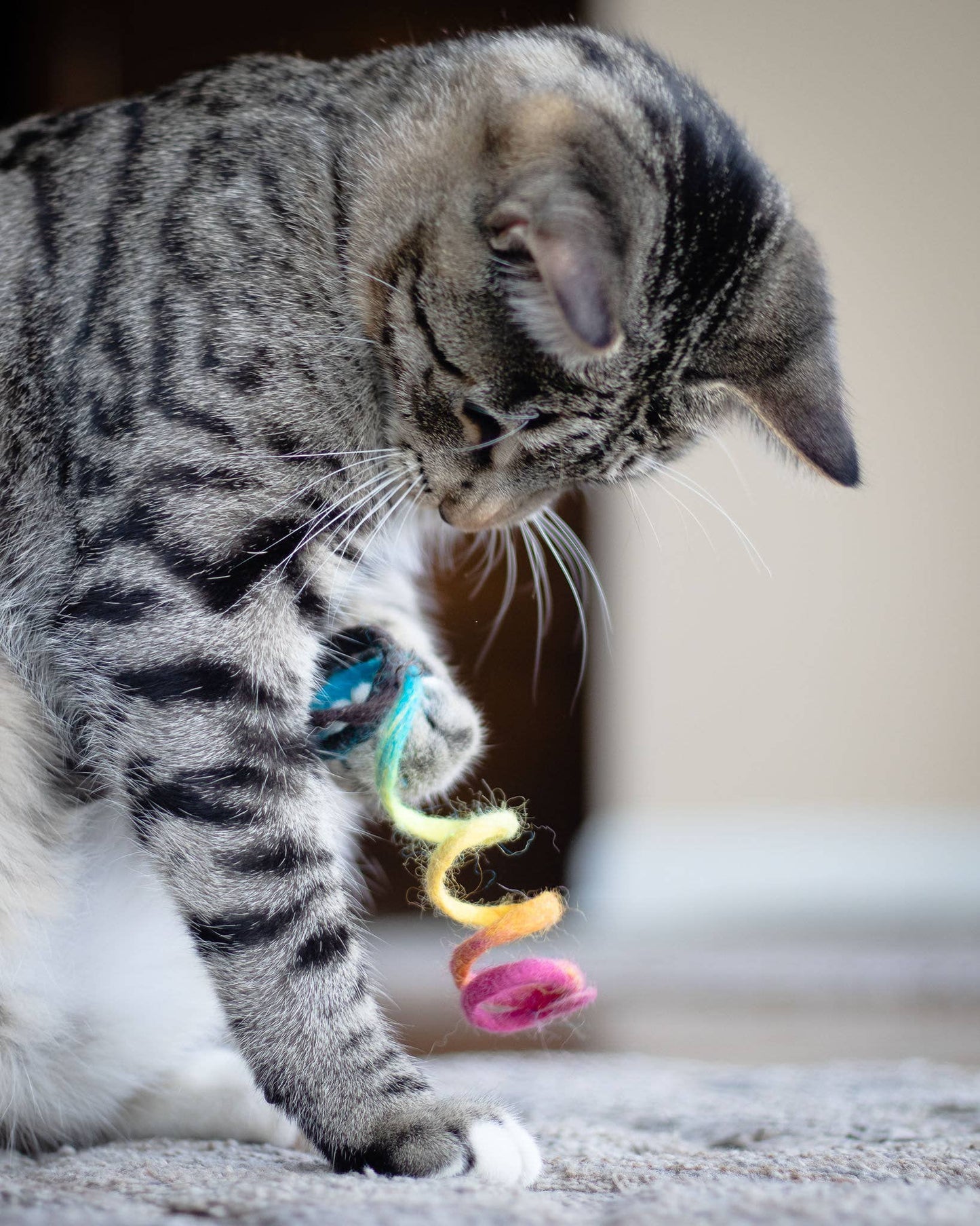 Spring Eco Cat Toy