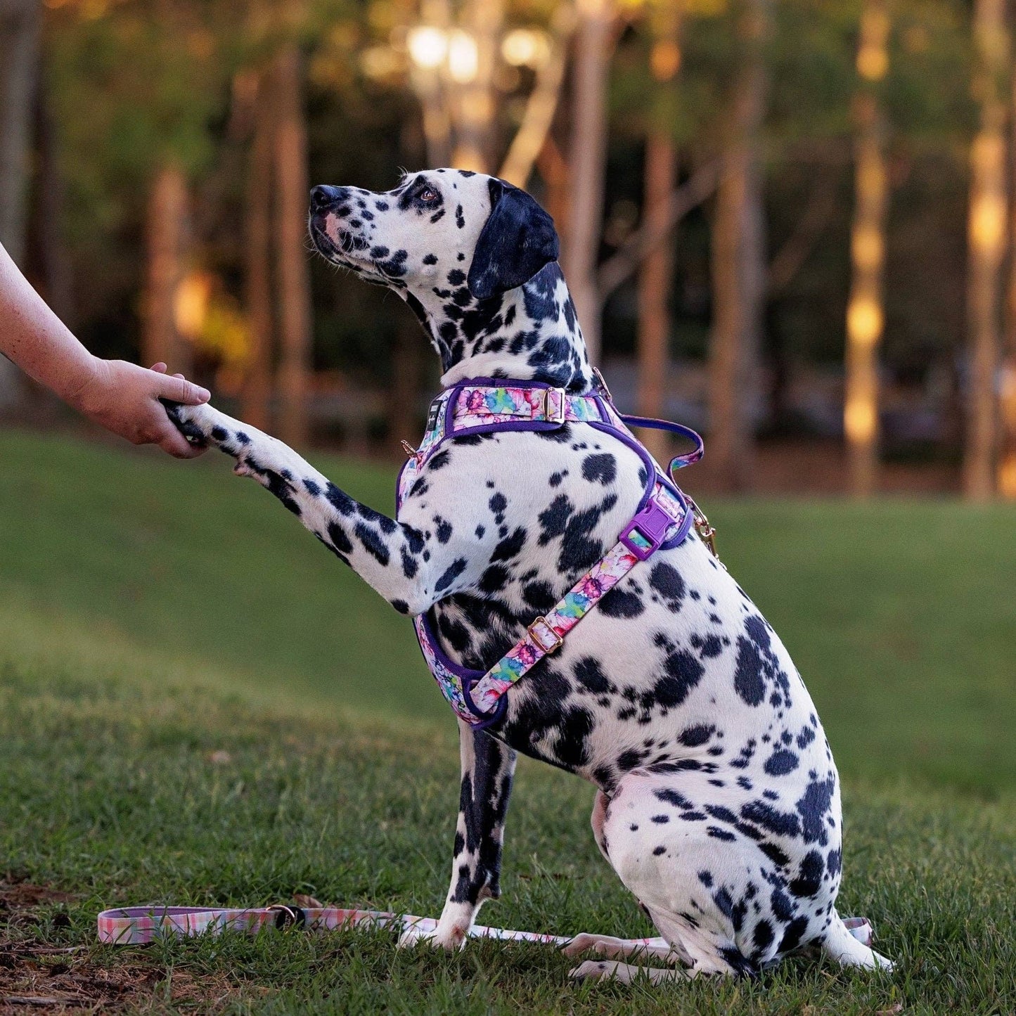 No Pull Dog Harness | Step in | Reflective | Heavy Duty | Easy Reach Handle | The Willow