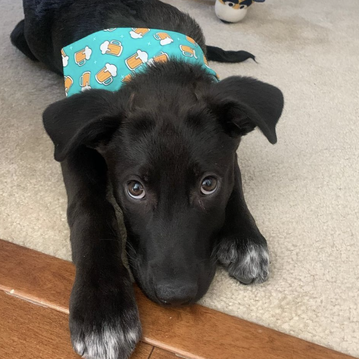 Beer RUFFLECT® Dog Bandana