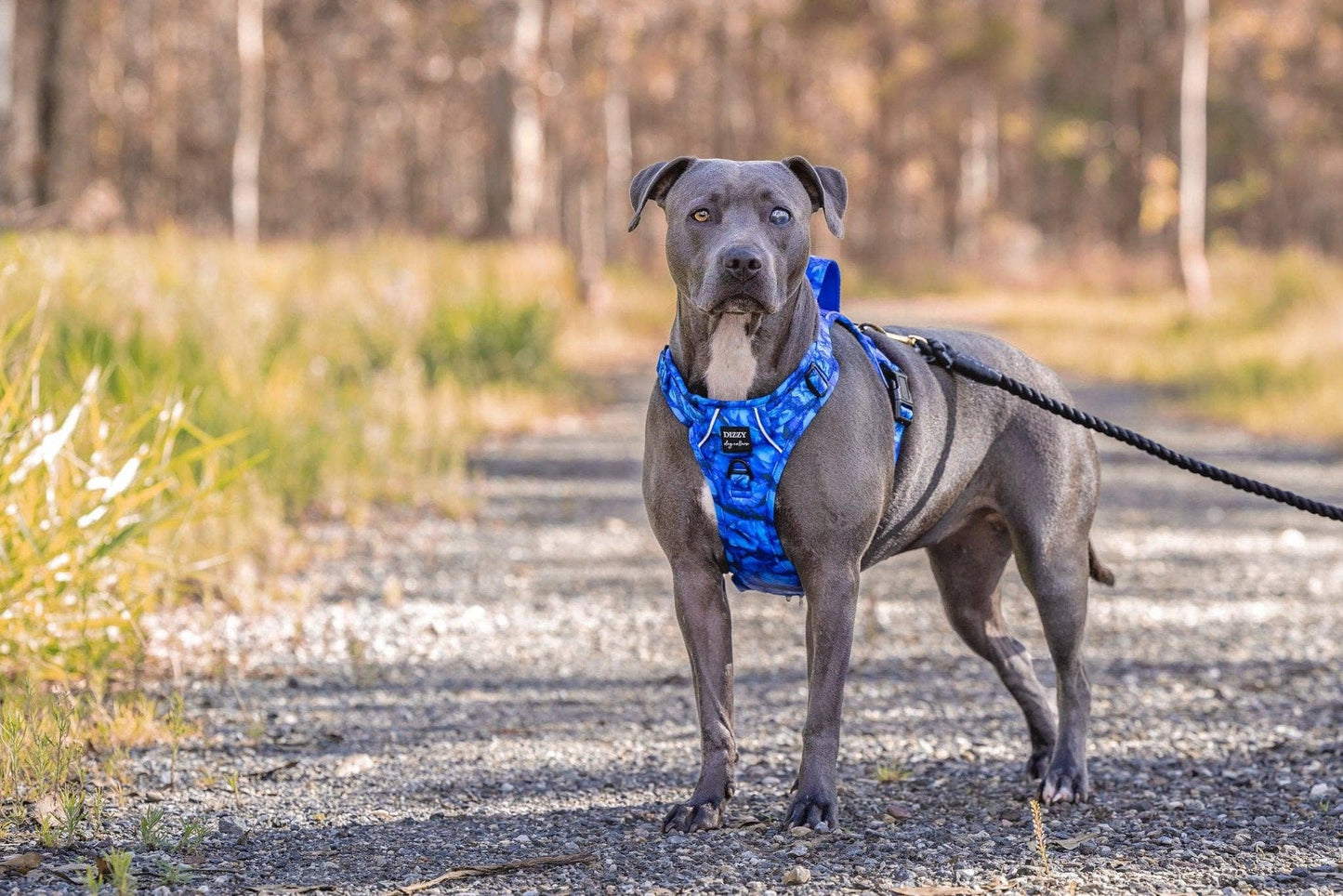 No Pull Dog Harness | Step in | Reflective | Heavy Duty | Easy Reach Handle | Blue Marble