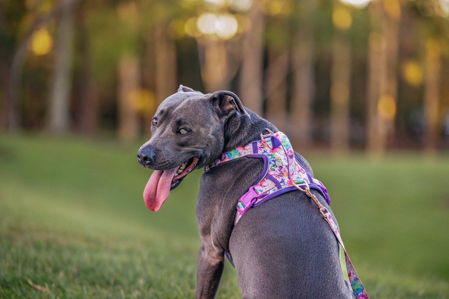 No Pull Dog Harness | Step in | Reflective | Heavy Duty | Easy Reach Handle | The Willow