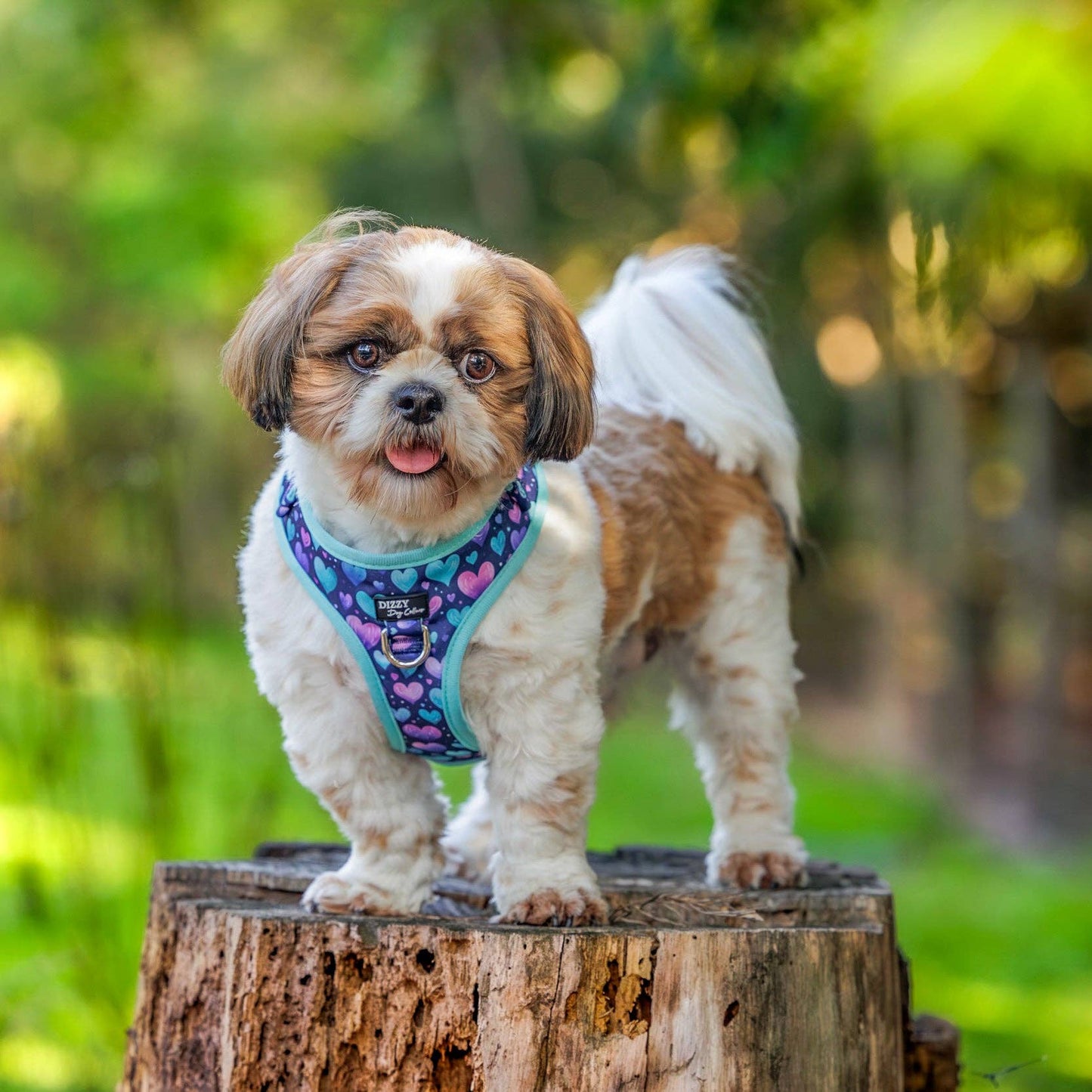 DOG HARNESS | Hearts & Harmony | Neck Adjustable Dog Harness
