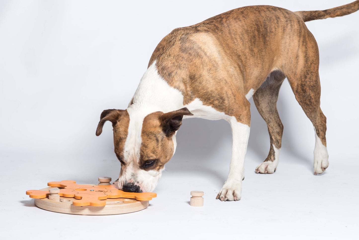 Carousel of Bones - intelligent dog game