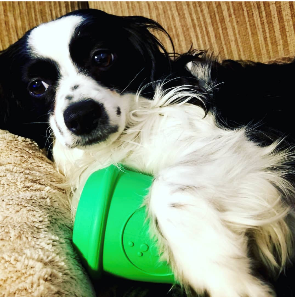 SP Coffee Cup Durable Rubber Chew Toy and Treat Dispenser