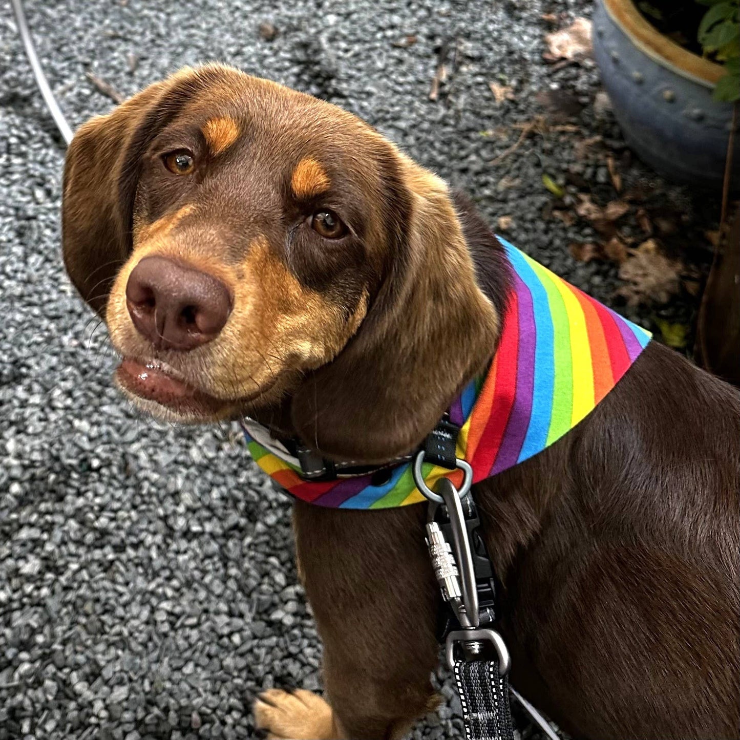 Rainbow RUFFLECT® Dog Bandana