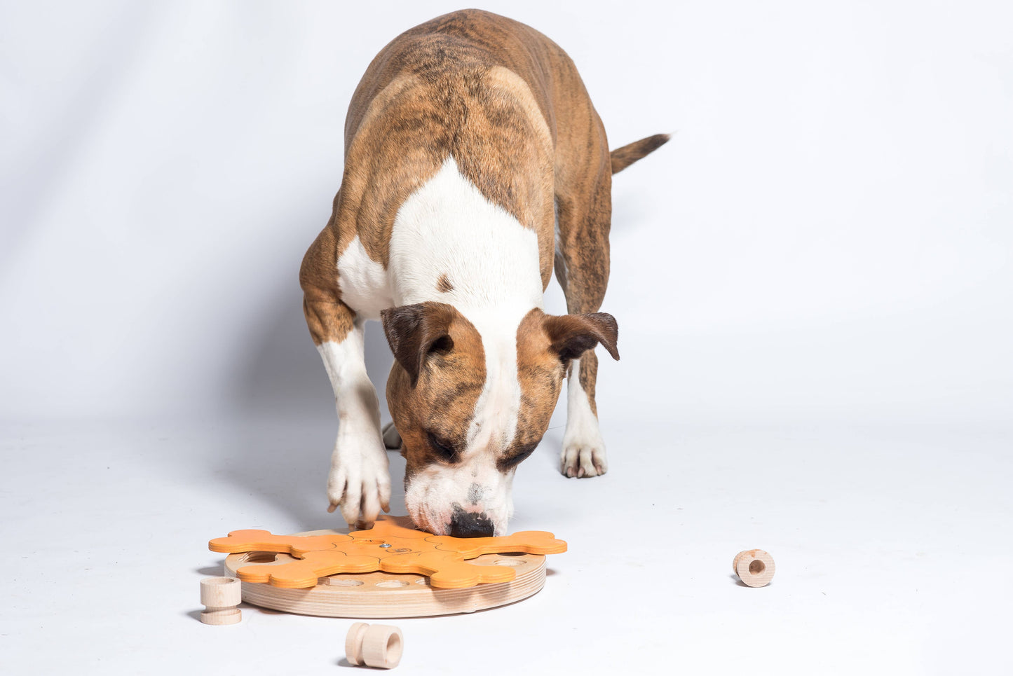 Carousel of Bones - intelligent dog game