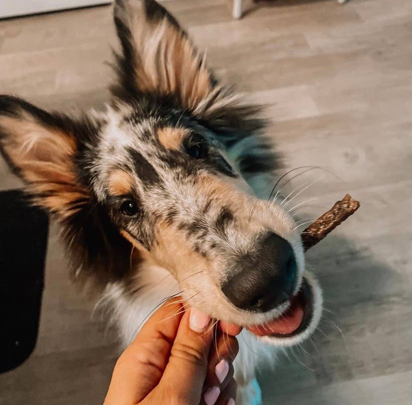 Bison Treats For Dogs 100g/3.53oz