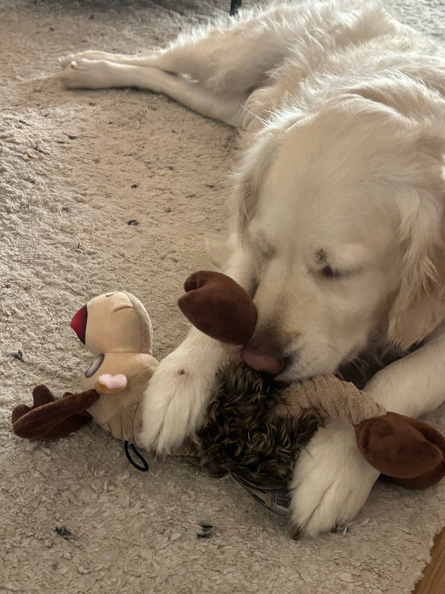 Holiday Ruffian Reindeer