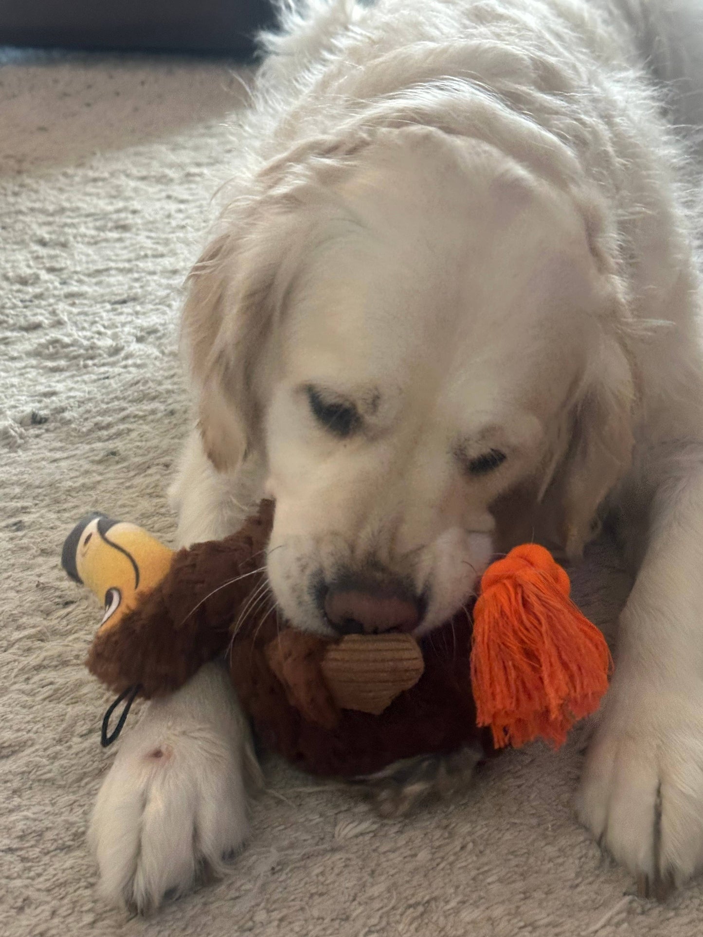 Ruffian Dodo Bird