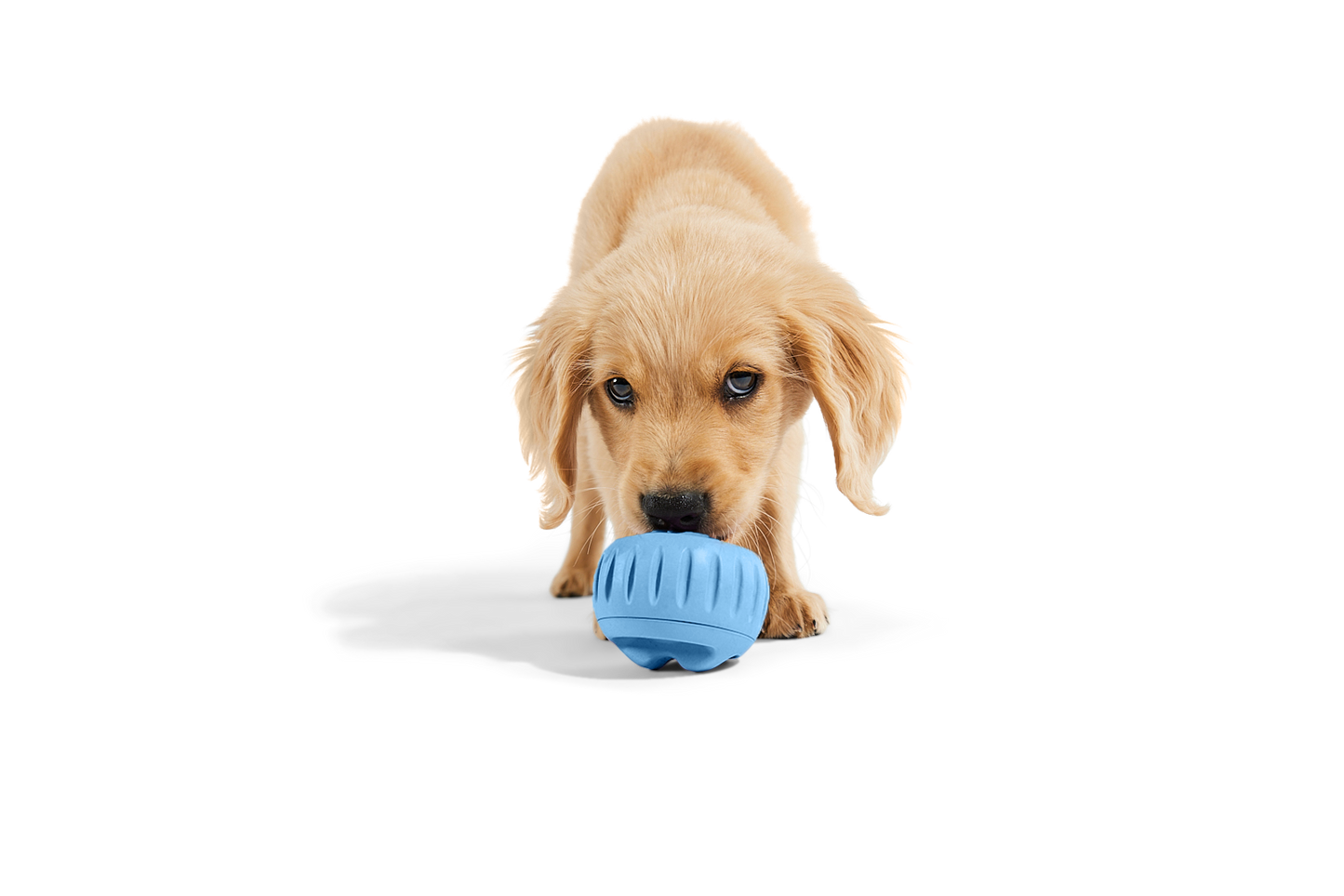 The Pupsicle - Wholesale Exclusive Color
