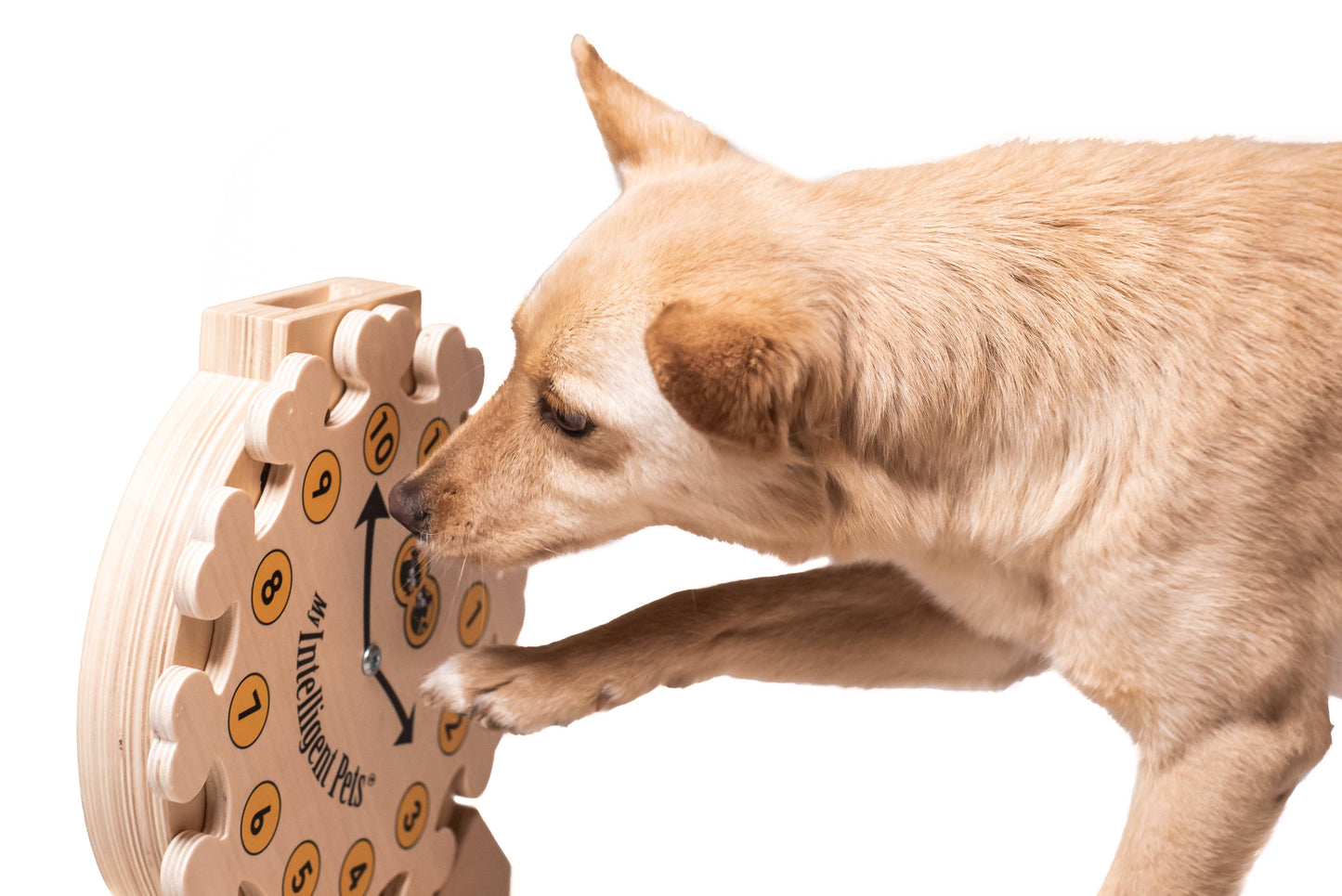 Pet's O'Clock - pet enrichment toy