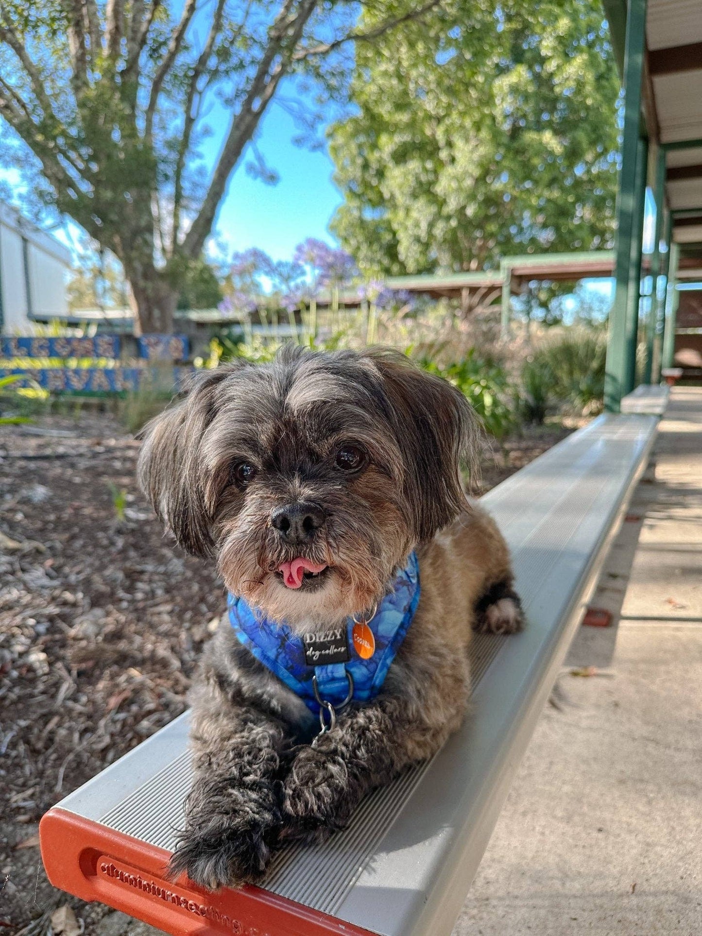 DOG HARNESS | Blue Marble | Neck Adjustable Dog Harness