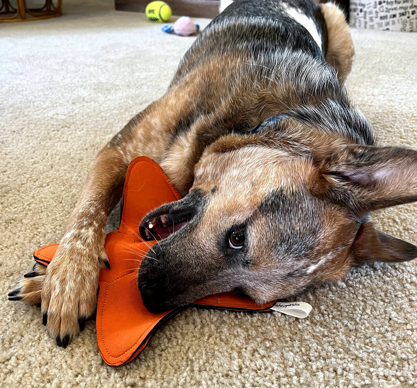 Scoutie Starfish, Floating Squeakin Ball Toy, Neoprene Scuba