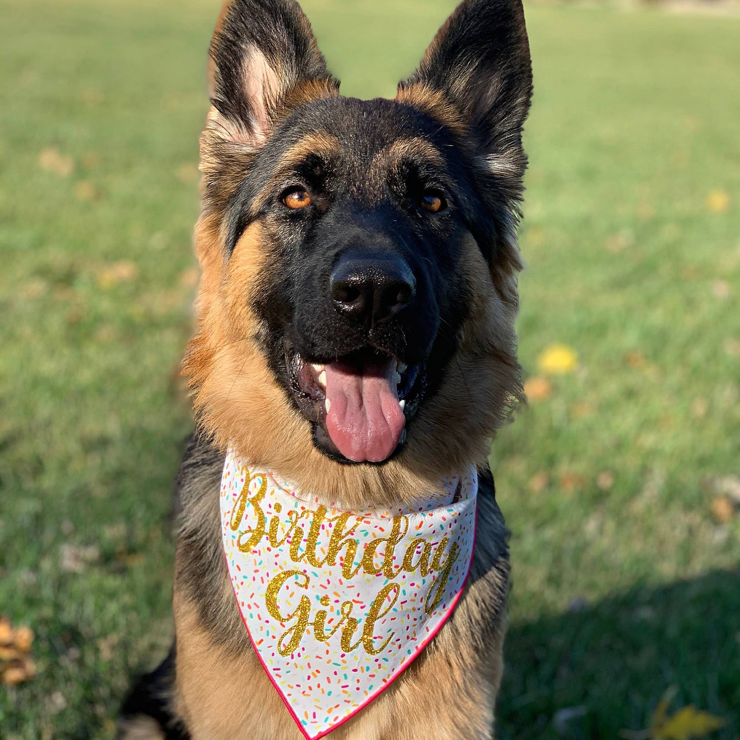 Dog Birthday Bandana - Birthday Girl
