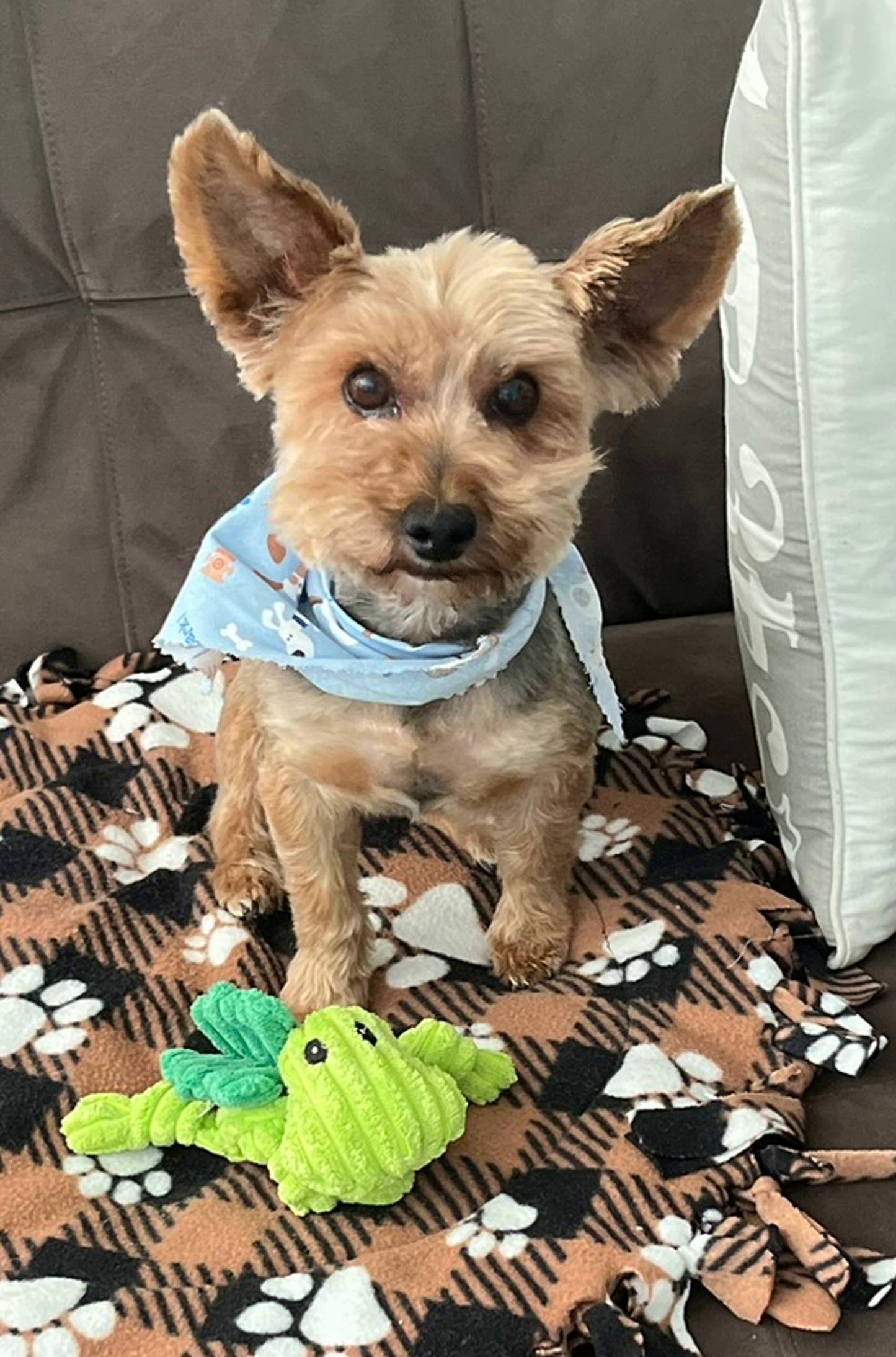 Hopper, Winged Grasshopper, Corduroy Squeaker Dog Toy
