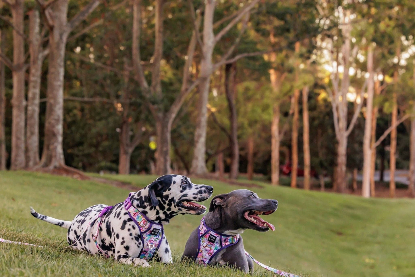 No Pull Dog Harness | Step in | Reflective | Heavy Duty | Easy Reach Handle | The Willow