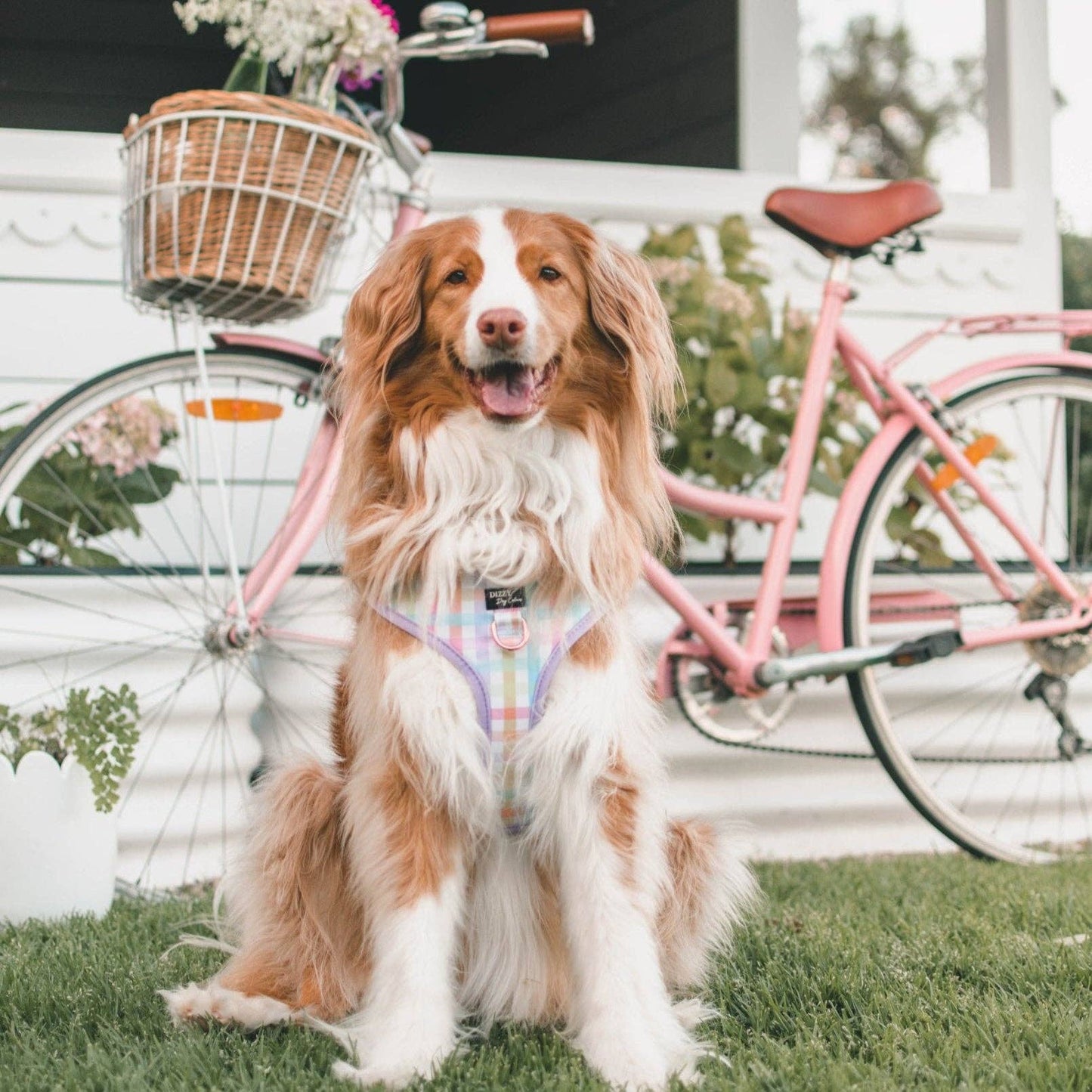 DOG HARNESS | Sherbet Gingham | Neck Adjustable Dog Harness