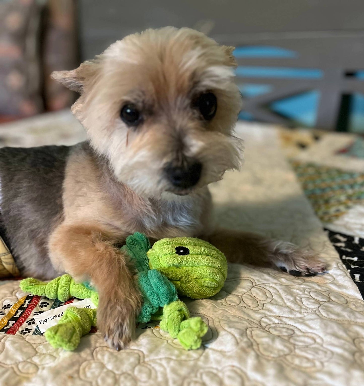 Hopper, Winged Grasshopper, Corduroy Squeaker Dog Toy