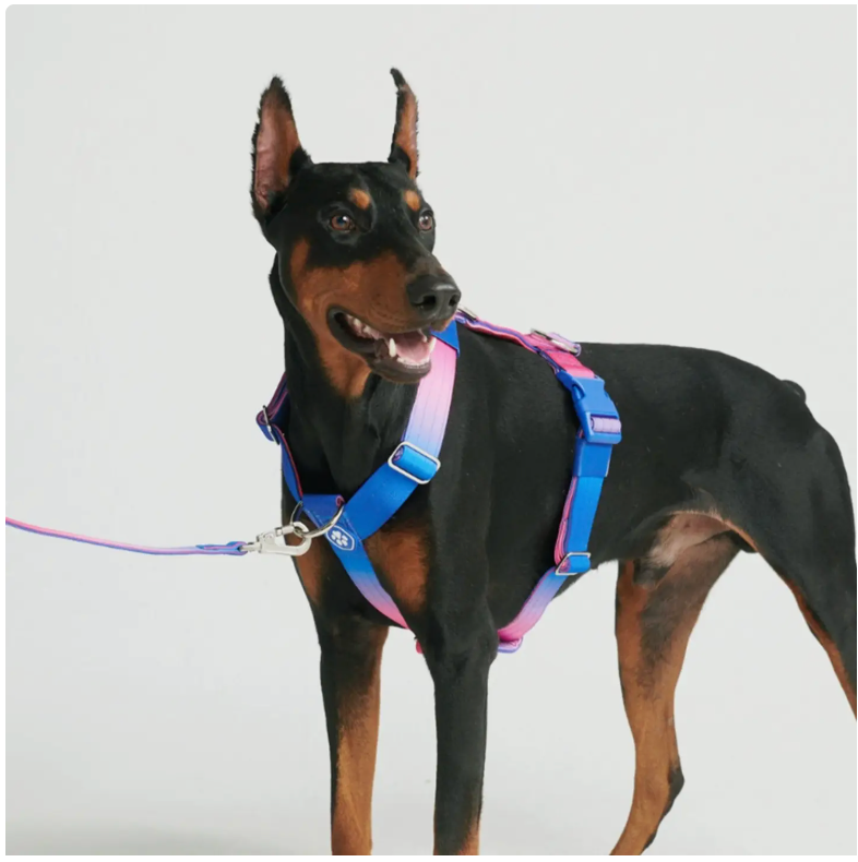 Comfort Control No-Pull Dog Harness