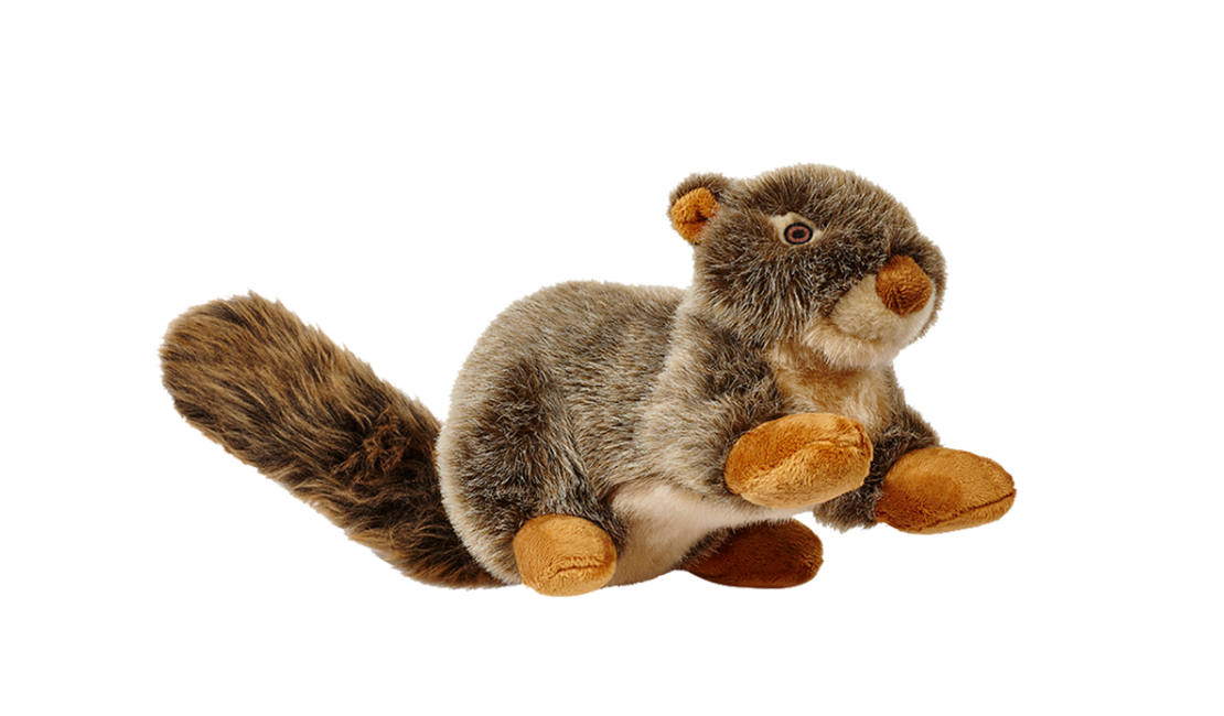 Nuts Squirrel