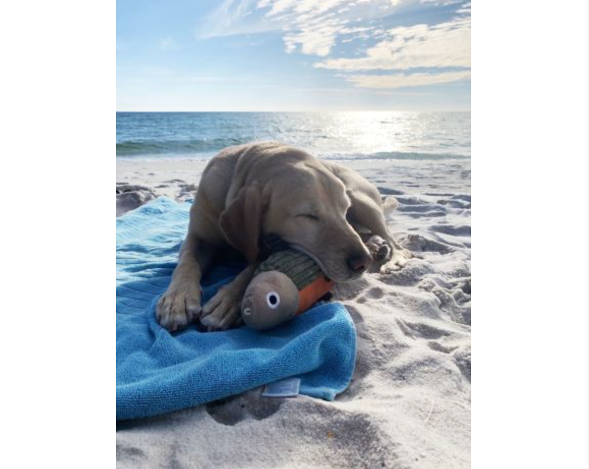 Plush Fish Squeaker Toy