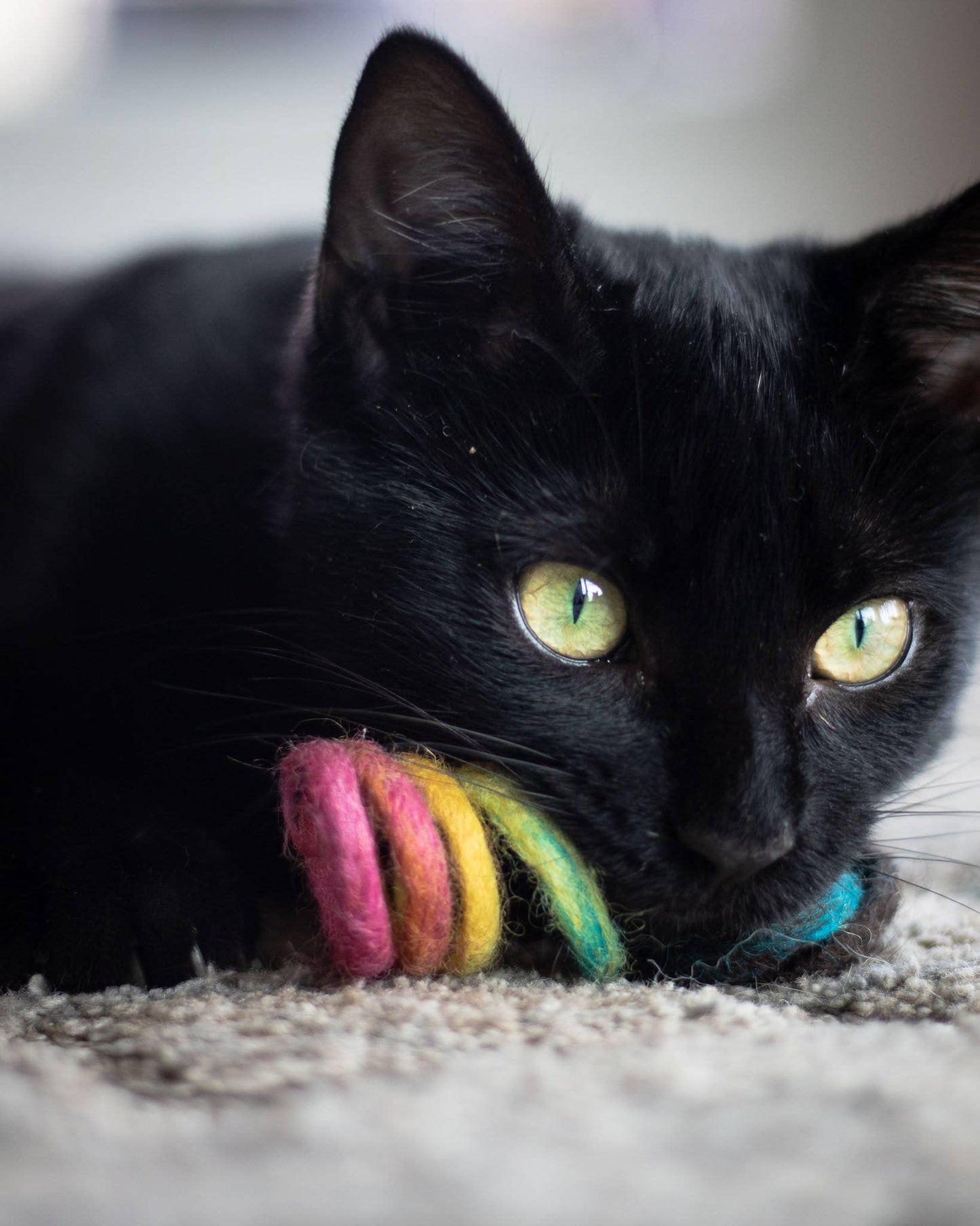 Spring Eco Cat Toy