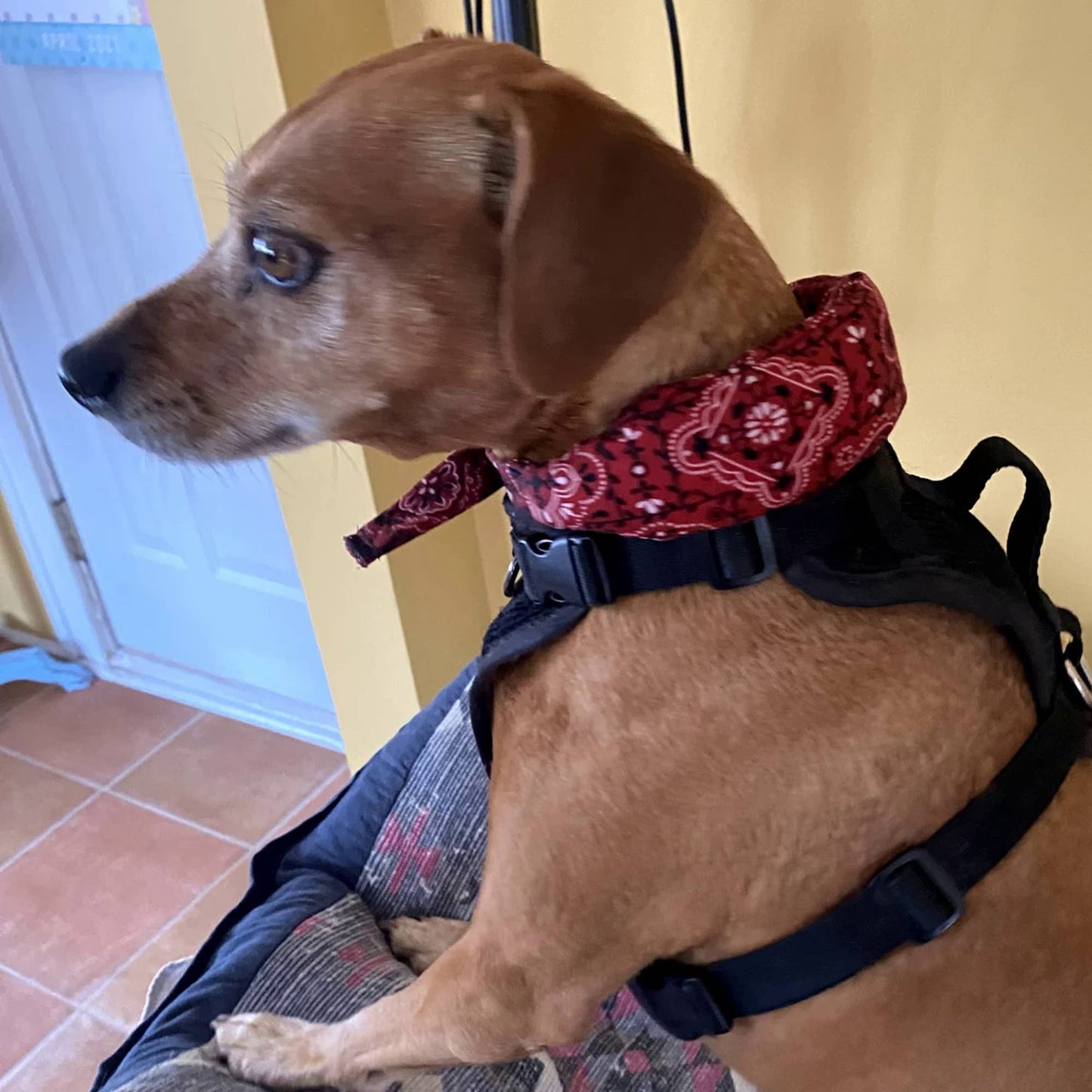 Cooling Neck Wrap : Medium 16" - 20"