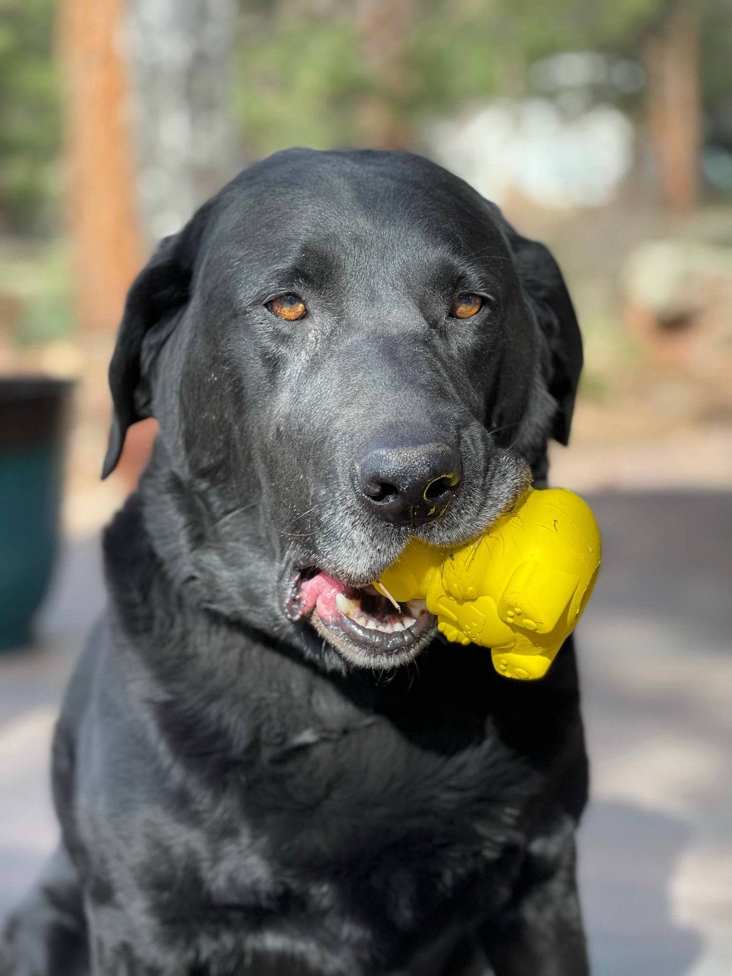 Honey Bear Treat Dispenser