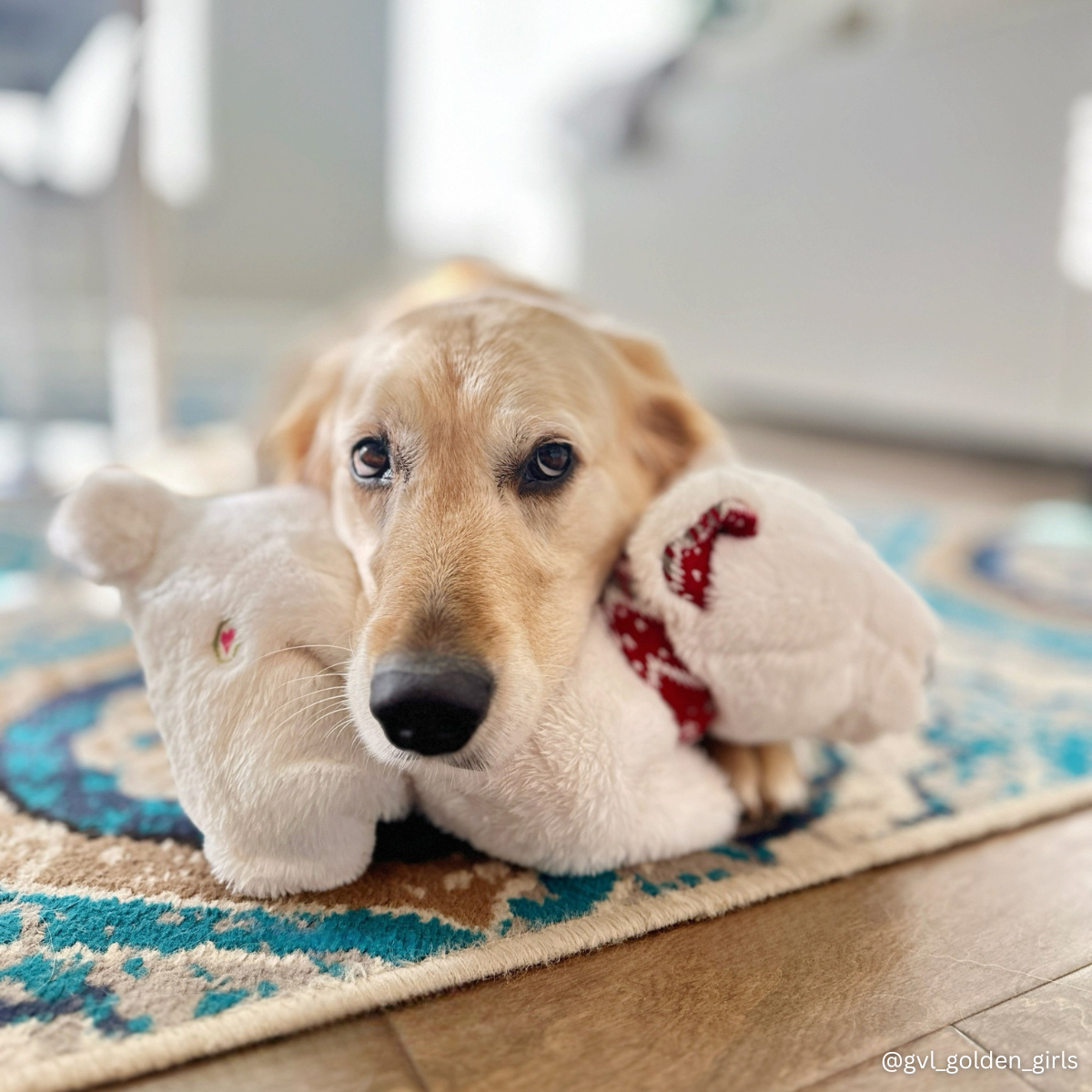 Nordic Frost Squooshie™ Polar Bear Plush Dog Toy