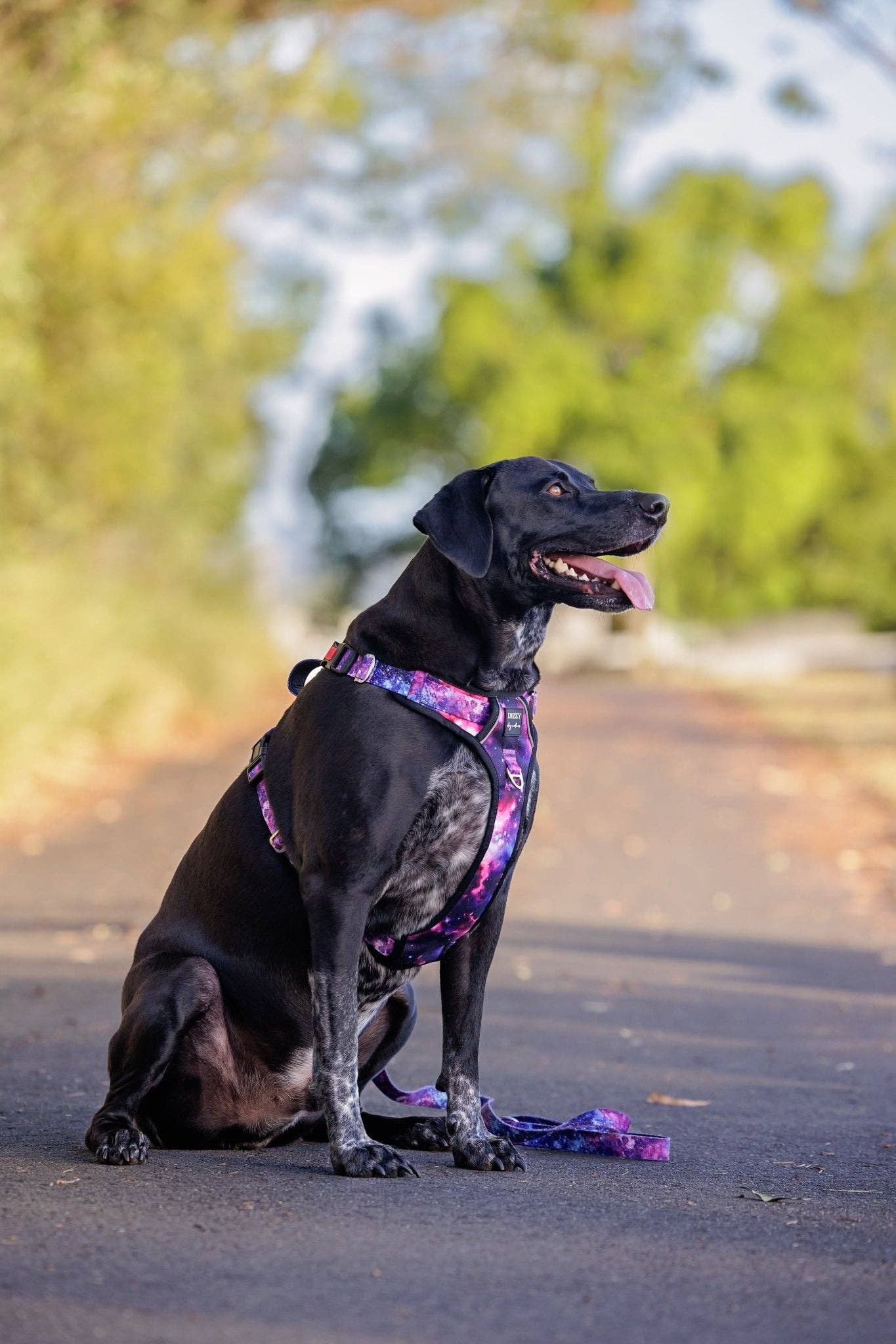 No Pull Dog Harness | Step in | Reflective | Heavy Duty | Easy Reach Handle | Galaxy