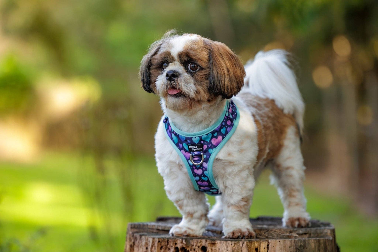 DOG HARNESS | Hearts & Harmony | Neck Adjustable Dog Harness