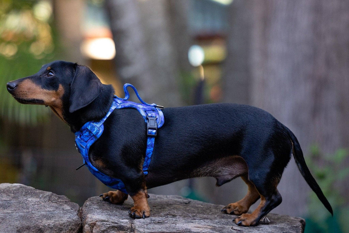 No Pull Dog Harness | Step in | Reflective | Heavy Duty | Easy Reach Handle | Blue Marble