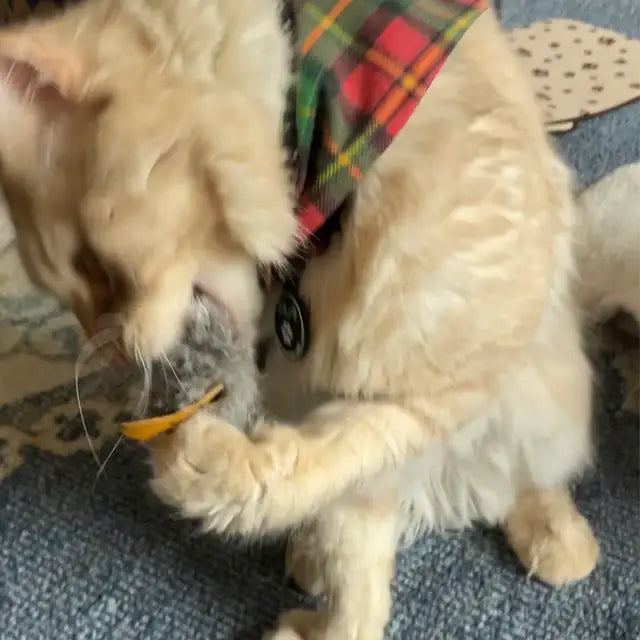 Harry Cat Toy