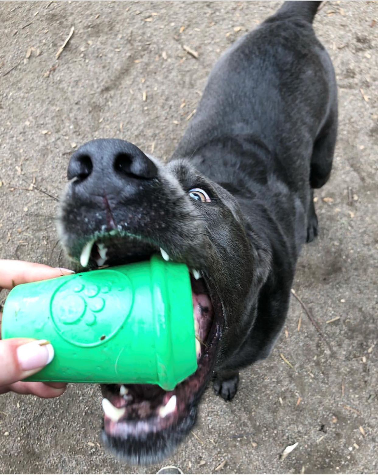 SP Coffee Cup Durable Rubber Chew Toy and Treat Dispenser