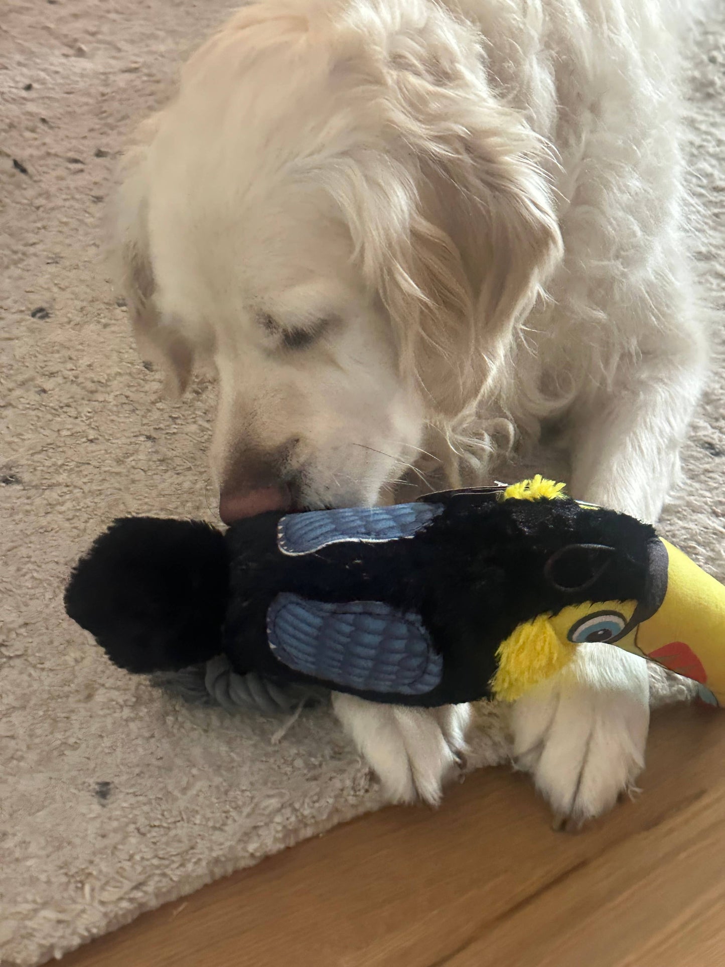 Ruffian Toucan