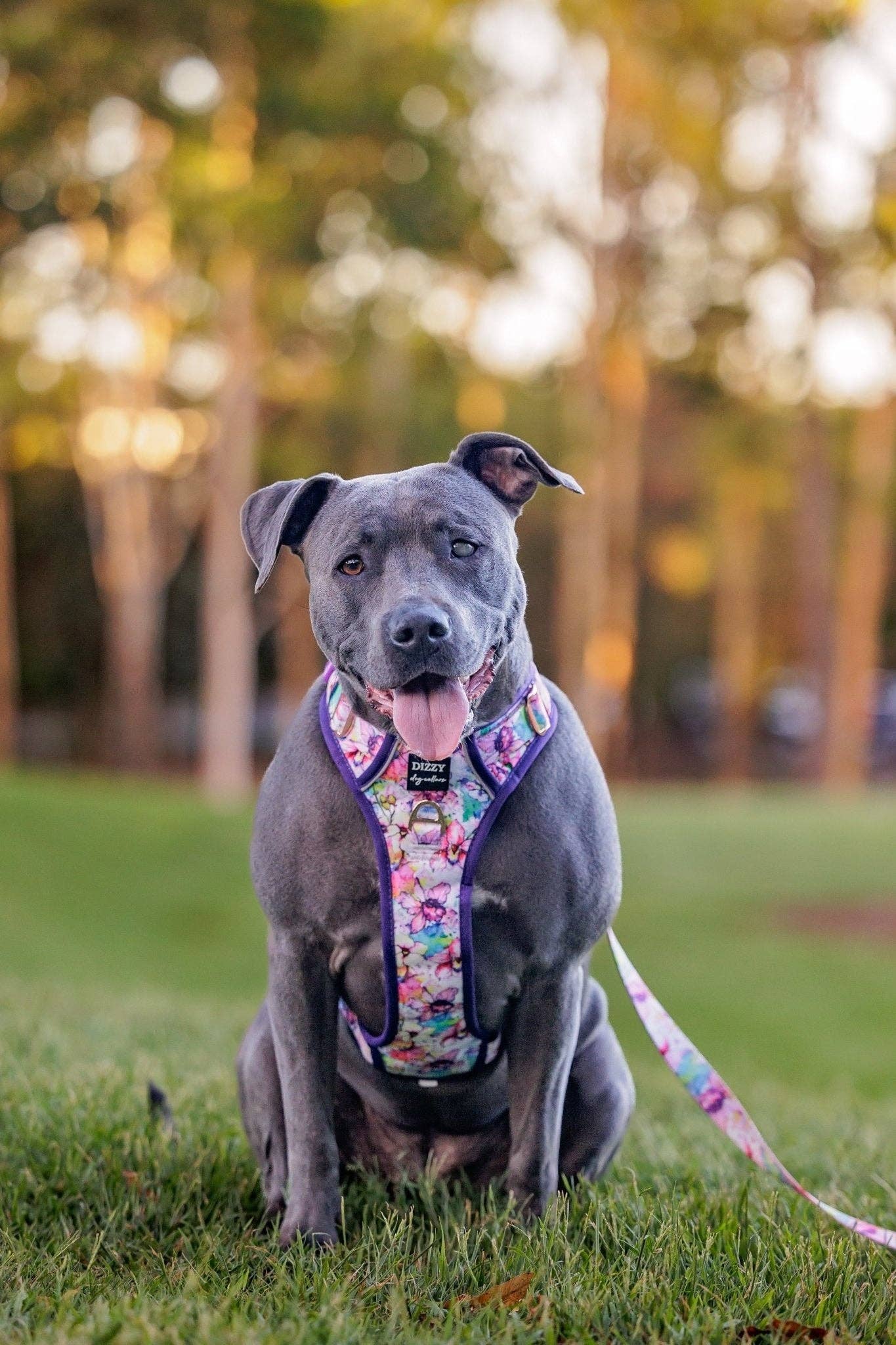 No Pull Dog Harness | Step in | Reflective | Heavy Duty | Easy Reach Handle | The Willow