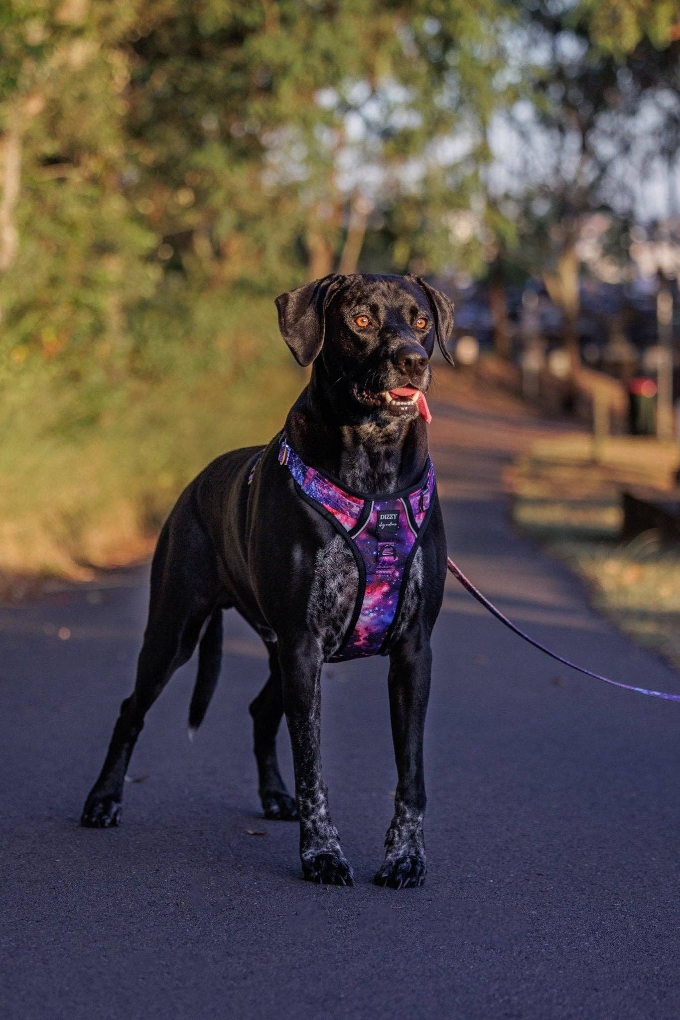 No Pull Dog Harness | Step in | Reflective | Heavy Duty | Easy Reach Handle | Galaxy