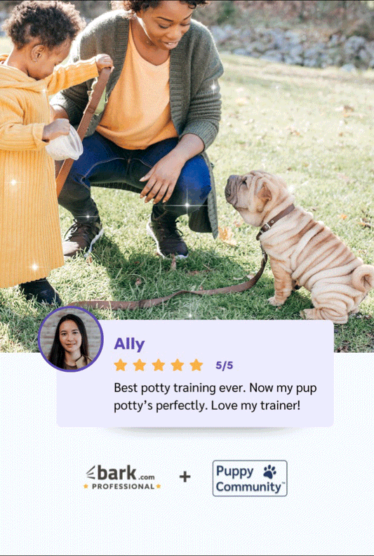 1 Hour - In Person - Puppy Training