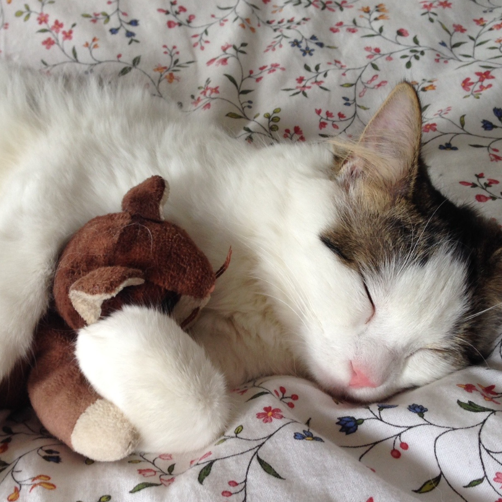 tabby and white cat sleeps with a plush toy wrapped in its paws