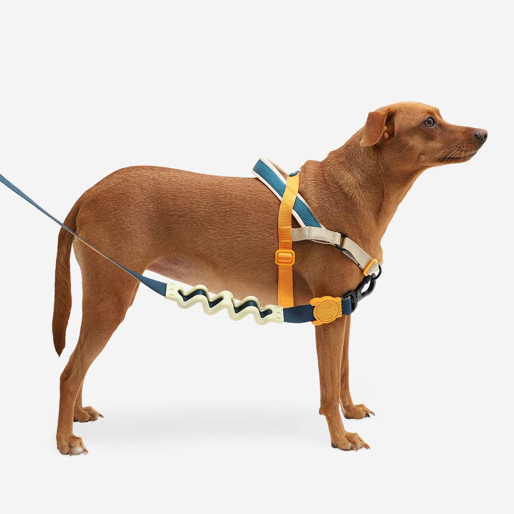 Brown dog wearing a colorful harness on a white background
