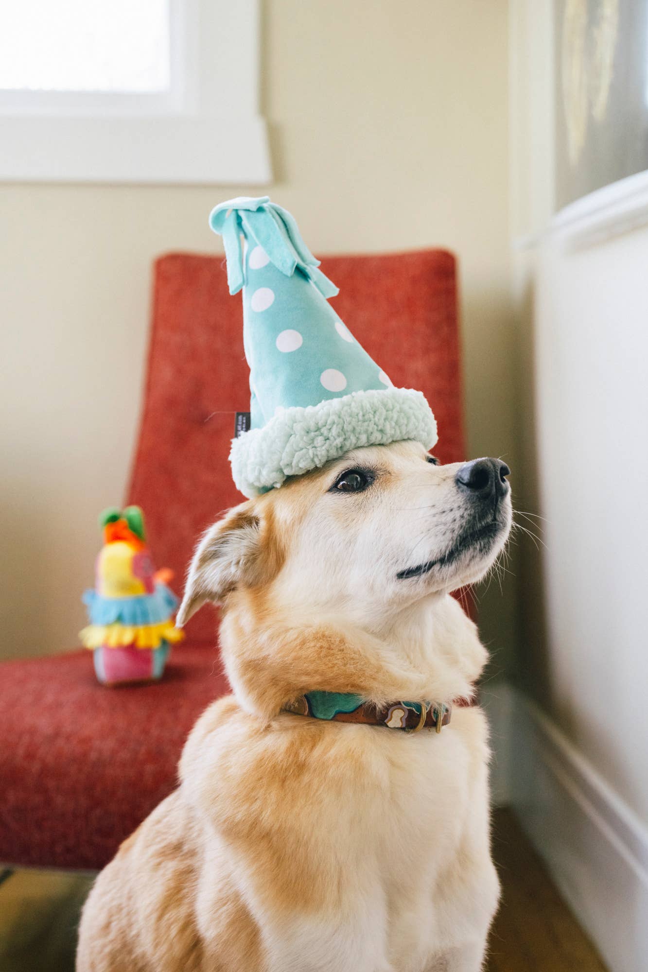 Party Animal - Yappy Party Hat Birthday