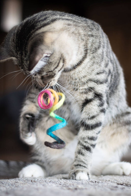 Spring Eco Cat Toy