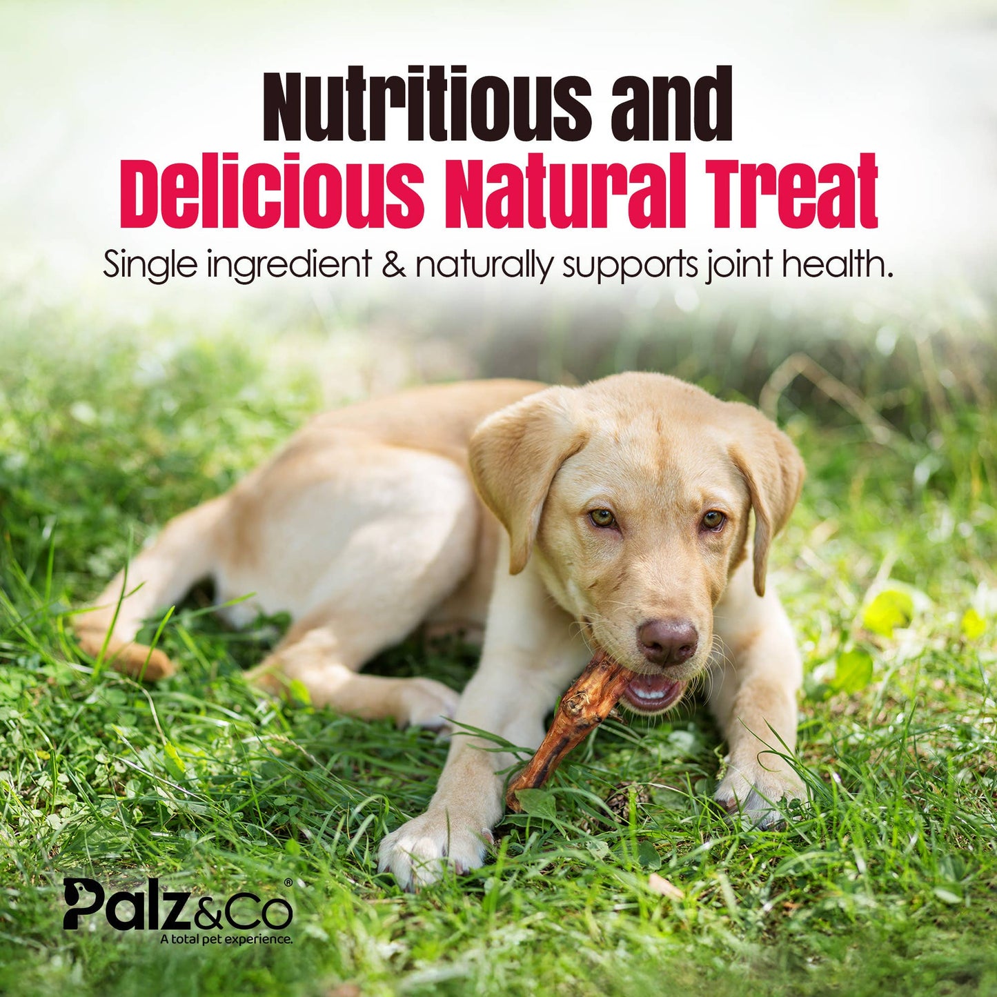 Birddog Chicken Feet Dog Treats