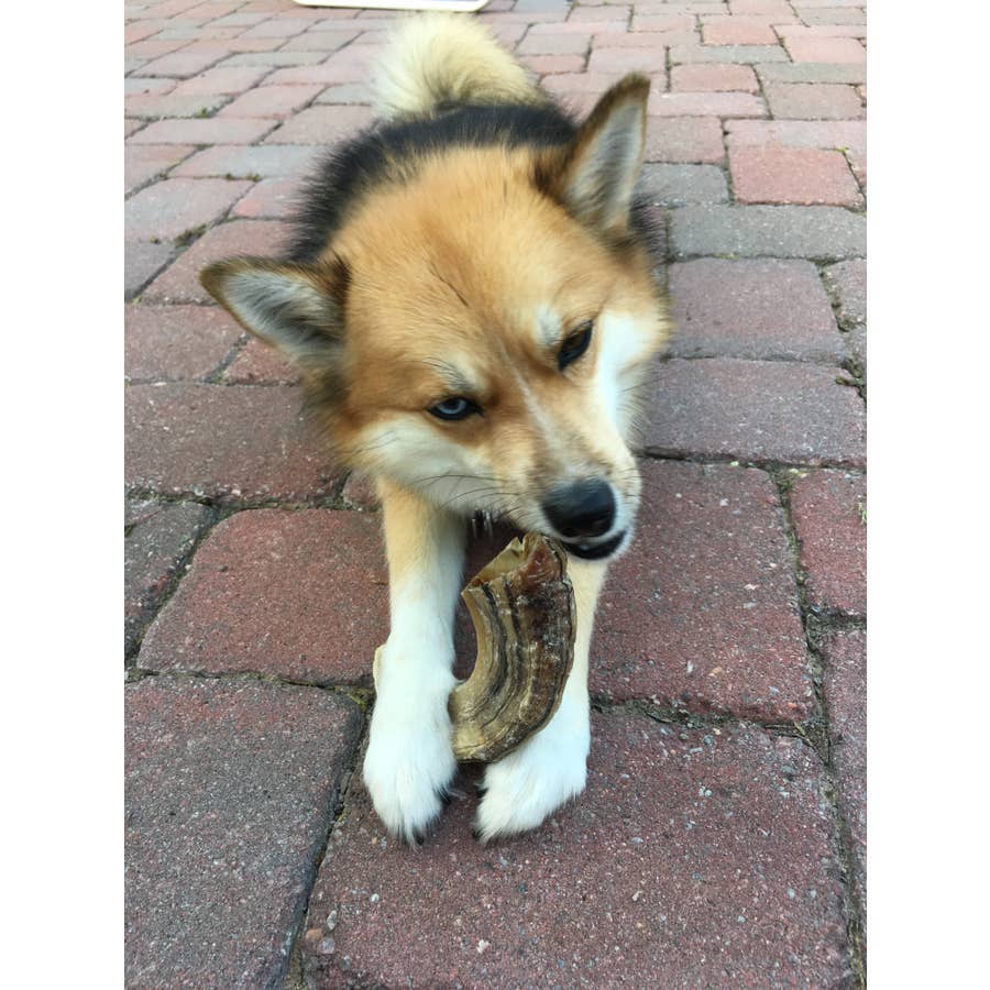 Icelandic+ Large Lamb Horn Dog Treat